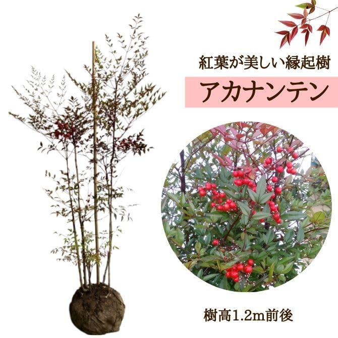 Amazon | アカナンテン（赤南天） 樹高1.2m前後 露地苗 低木 常緑樹 | 植木